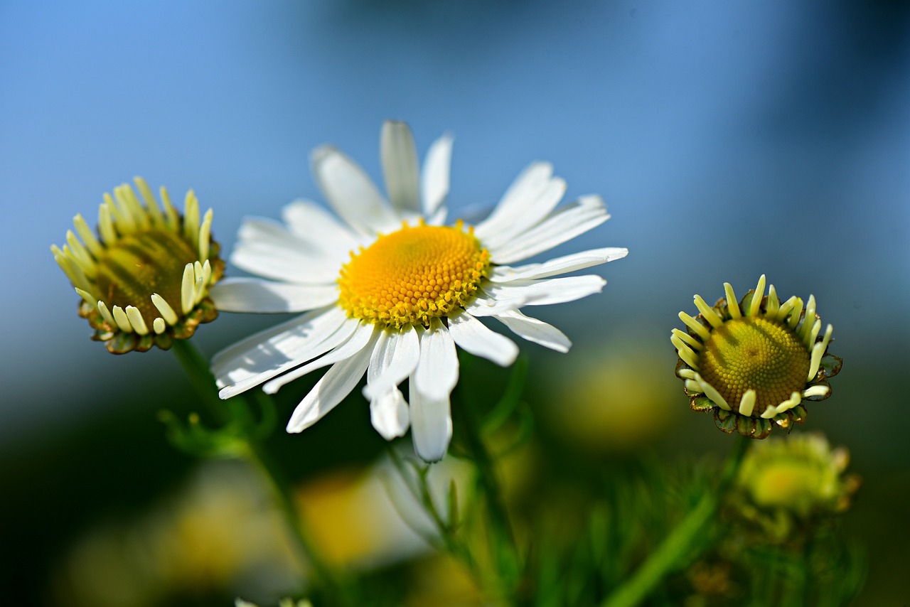 chamomile, flower, plant-4294836.jpg